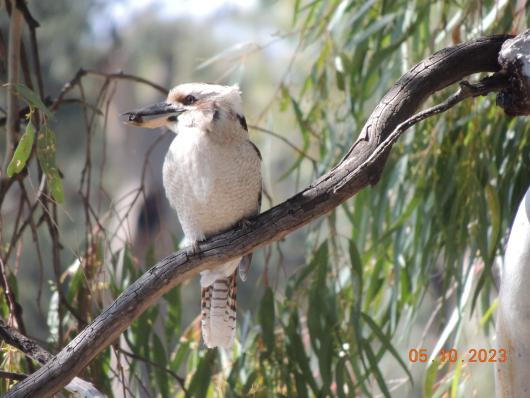 Kookabarra mit Fang